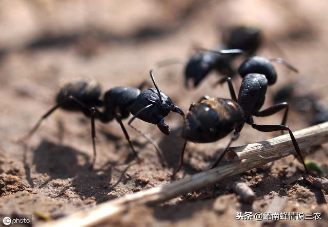蜜蜂蚂蚁病虫害的防治，就要这这三部，养蜂人都看过来吧！