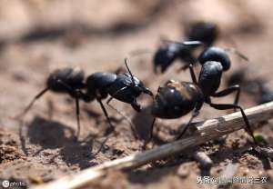 蜜蜂养殖技术病虫害防治(蜜蜂蚂蚁病虫害的防治，就要这这三部，养蜂人都看过来吧)