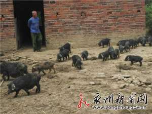 永州藏香猪养殖基地(“鸽将军、猪司令”的致富路)