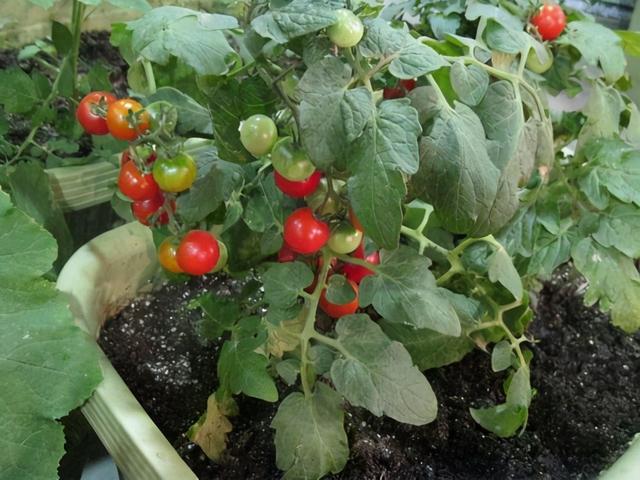 阳台种盆“小西红柿”，冬天一样吃，“叽里咕噜”结满红果子