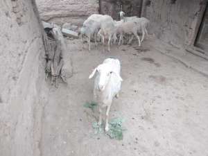 养殖小尾寒羊效益(5个月产羔，8年淘汰，小尾寒羊母羊一生能为养殖户带来多少利润)