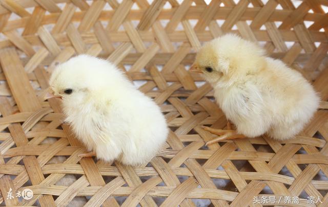 养鸡秘诀：进土鸡苗前都需准备哪些，土鸡养殖周期防疫程序！