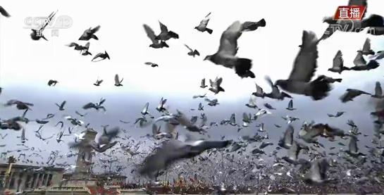 天安门广场放飞10万羽和平鸽！从哪来？飞哪去？