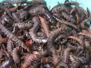 爬沙虫养殖技术(河流里常见的小虫，殊不知一斤卖700元，人称“动物人参”)