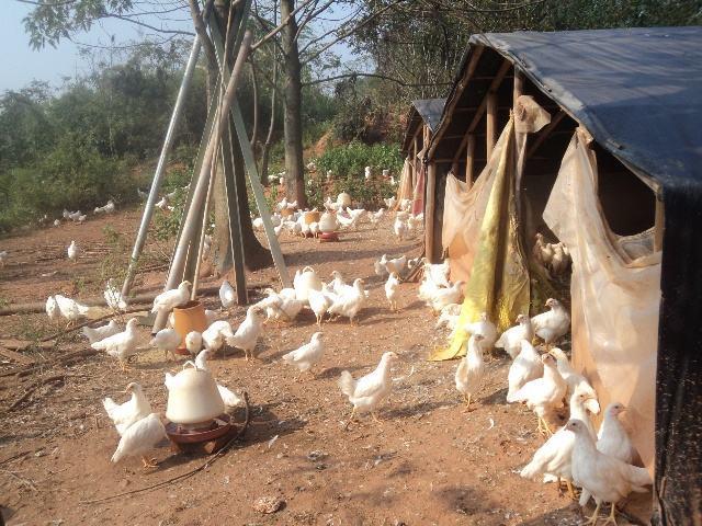 农民养殖鸡，搭建鸡舍要注意什么？做到这5点，鸡的成长环境好
