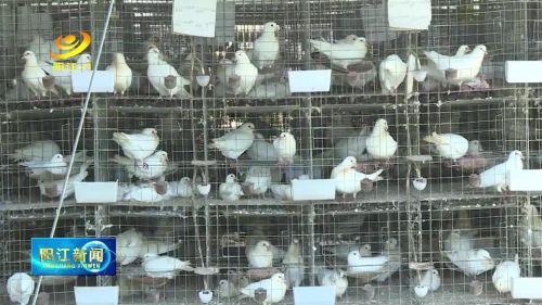 阳江：那蓬村肉鸽养殖基地销售旺盛