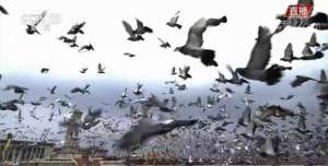 北京养殖信鸽(天安门广场放飞10万羽和平鸽从哪来？飞哪去？)