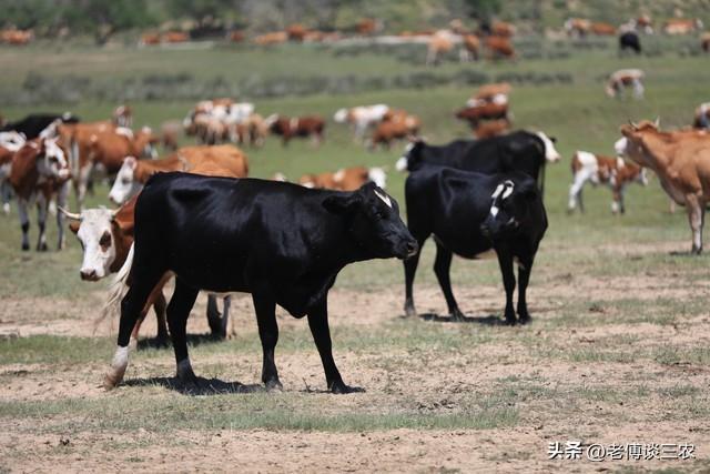 2023年农村有钱人都去养牛，是什么原因？养牛国家有补贴