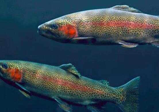 养殖虹鳟鱼时需要注意什么？虹鳟鱼养殖注意事项分享