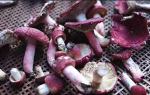 红菇可以养殖吗(红菇上千块一斤，很贵？看看红菇是怎么来的，你就不再觉得贵了)