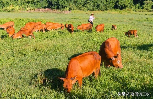 2023年农村有钱人都去养牛，是什么原因？养牛国家有补贴
