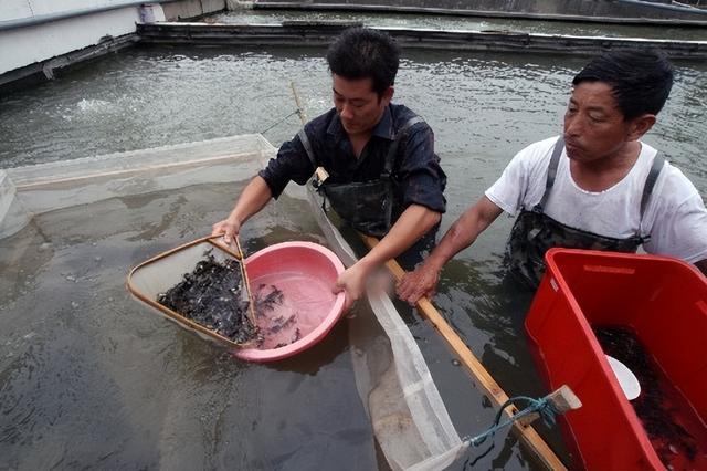 长江胭脂鱼人工繁殖技术
