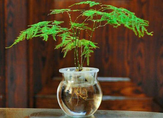 文竹可以水培吗，文竹的水培方法，水位和光照控制好