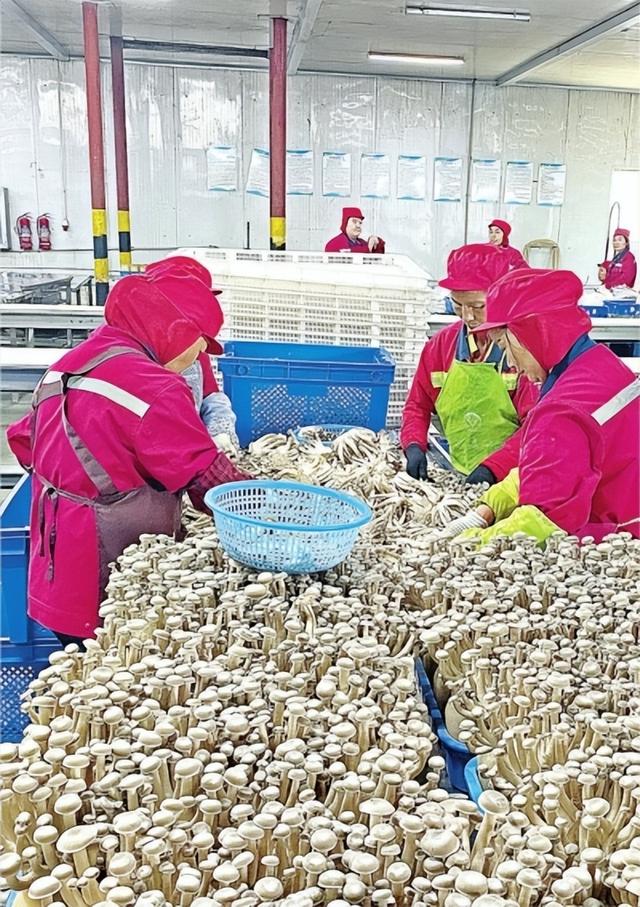 “工厂”种菇，箱子养鱼，科技兴农有活力