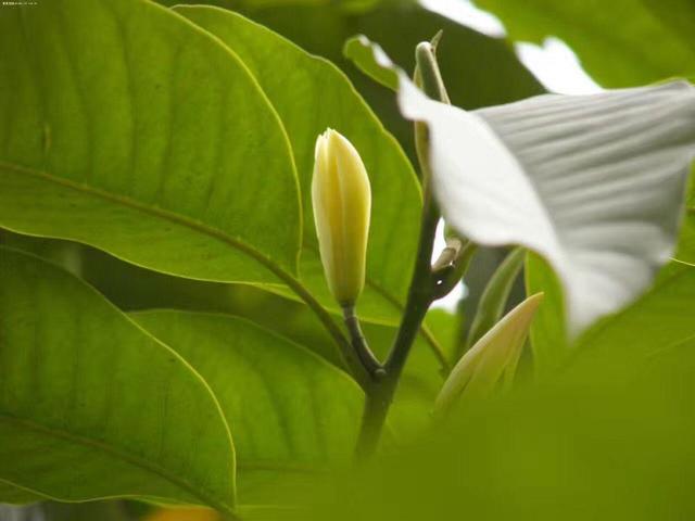 黄角兰花瓣修长，闻起来香喷喷，净化能力不输绿萝