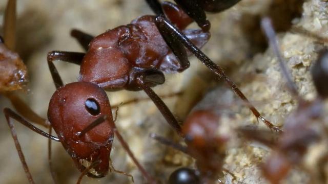 科学家用全新的跟踪技术揭开沙漠蚂蚁的秘密生活