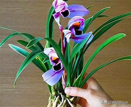 紫月荷兰花！兰花里的新品种，花色罕见，浪漫、温馨、仙气十足