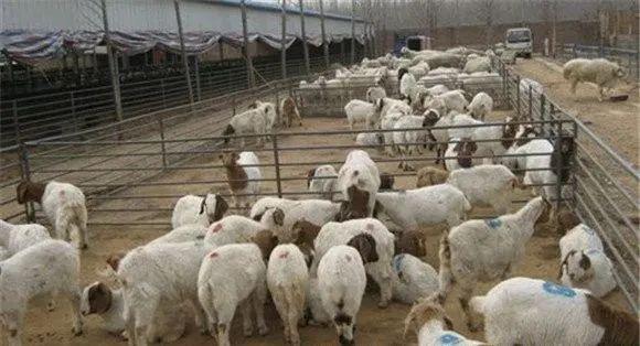 肉羊饲养周期是多少天 肉羊饲养管理技术要点