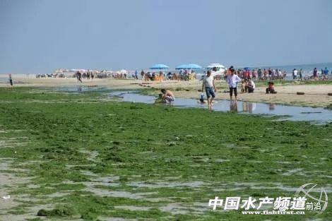 广西北海海滩大量沙虫喷鲜血莫名暴毙！
