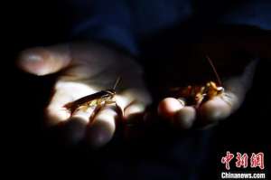 蟑螂养殖基地(四川凉山“蟑螂工厂”：60亿只美洲大蠊住“豪宅”吃“大餐”)