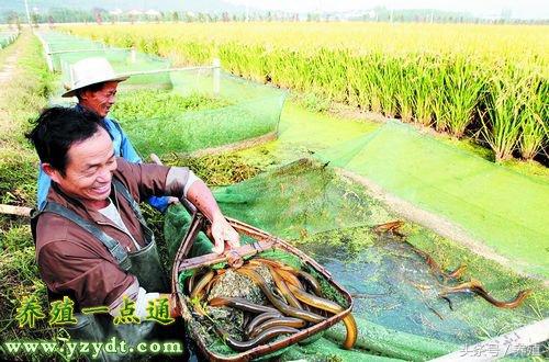 黄鳝五种常见养殖模式，因地制宜可有效降成本增效益