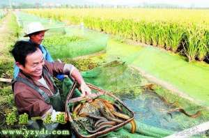 河蚌养殖技术(黄鳝五种常见养殖模式，因地制宜可有效降成本增效益)