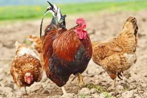 散养柴鸡养殖技术(山上散养土鸡，春天和夏天需要掌握这几个方面的问题，更容易养殖)