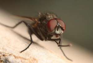 苍蝇怎么养殖(夏天将至，蚊子苍蝇随之变多蚊蝇有何危害？养殖场内如何防治？)