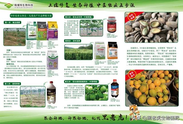 “黑老虎”中医农业五步法——瓜蒌生态种植方案