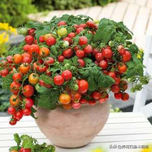 小番茄的养殖(室内种植“小番茄”，“几个步骤”一年四季结果，棵棵硕果累累)