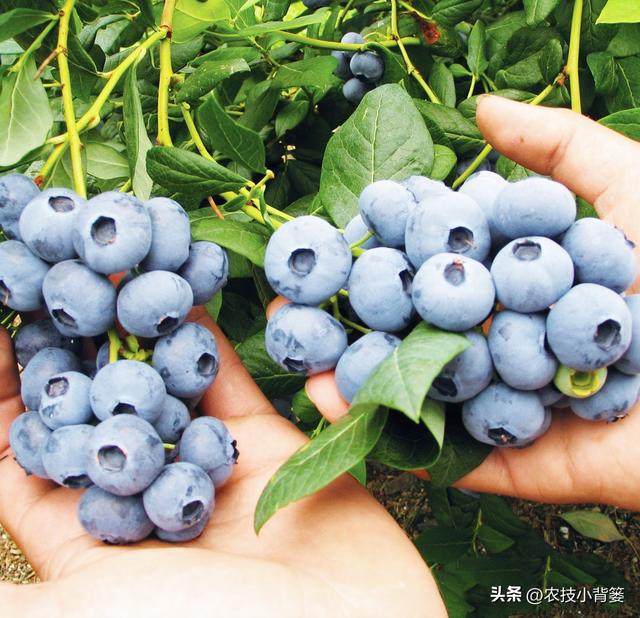 种植健壮高产蓝莓，怎样选苗、选地、改土、调酸？怎样科学定植？