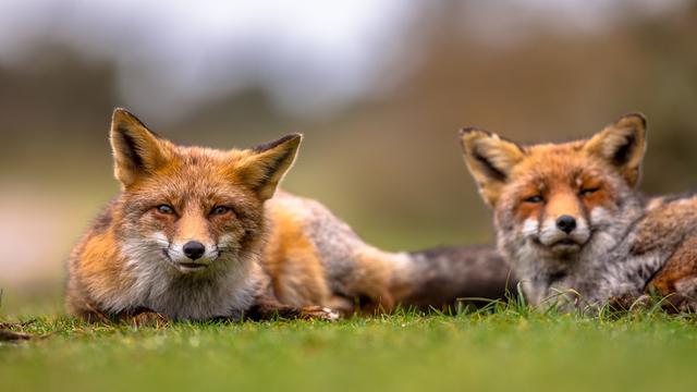 养殖狐狸如何做好疾病预防措施，及常见病症治疗