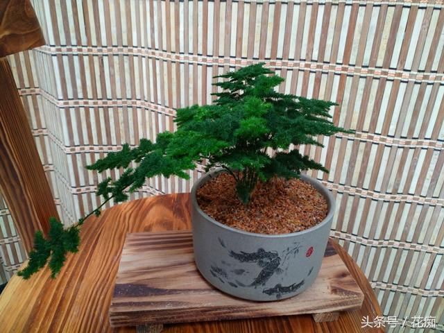 比普通文竹价格贵几倍的矮文竹，种出来的盆栽也相当美！