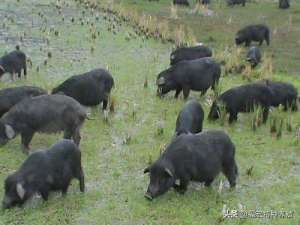 哪里有香猪养殖场(藏香猪养殖场的猪苗多少钱一只 藏香猪价格及圈舍规划与建设)