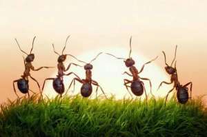 拟黑多刺蚁 养殖(蚂蚁交配也疯狂，一生就能一次)