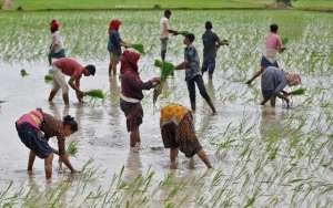 引进泰国香米入境种植(瞰天下丨印度出台大米出口禁令，带来什么影响)