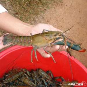 海口养殖小龙虾(2019年澳洲淡水龙虾值得关注和投资养殖吗？)