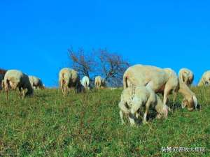 小尾寒母羊养殖技术(养殖绵羊什么品种好？选择小尾寒羊？)