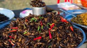 食用昆虫养殖(世界新资源昆虫食品蟋蟀的人工养殖与利用)