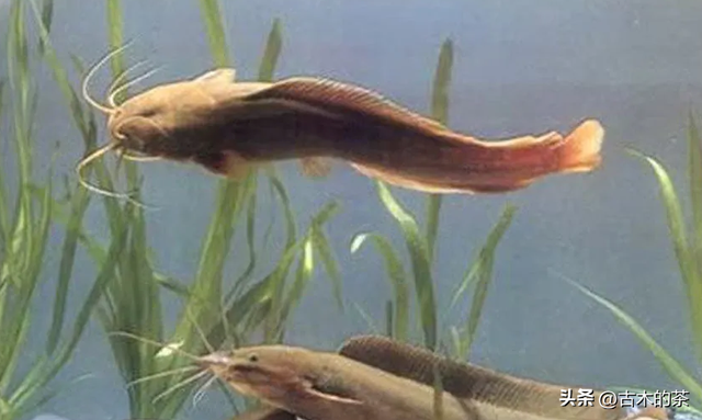 革胡子鲶鱼的生物性特性与养殖技术