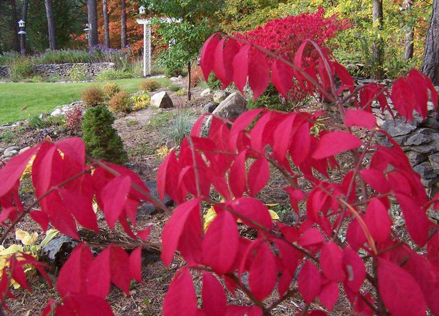 火焰卫矛盆栽从修剪到后期养护，只需掌握这五点，观赏红叶不是梦