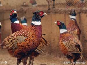 七彩鸡的养殖(七彩山鸡在繁育期应注意哪些问题？)