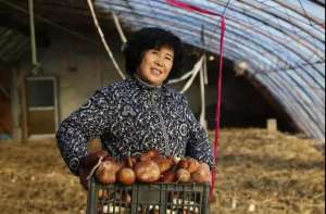 冬季蘑菇种植(北京平谷区一温室内大球盖菇喜获丰收啦，亩效益可达10万元左右)