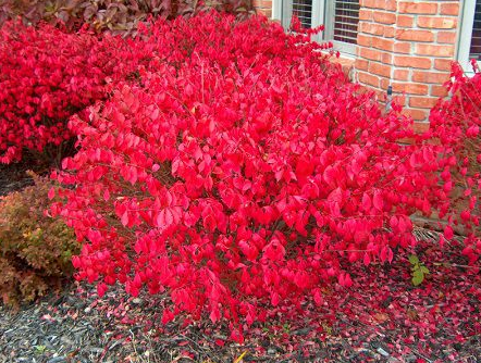 火焰卫矛盆栽从修剪到后期养护，只需掌握这五点，观赏红叶不是梦