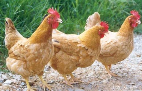 三黄鸡的养殖技术，提高三黄鸡产蛋量的方法