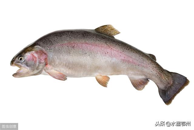 虹鳟鱼养殖的生物学特性