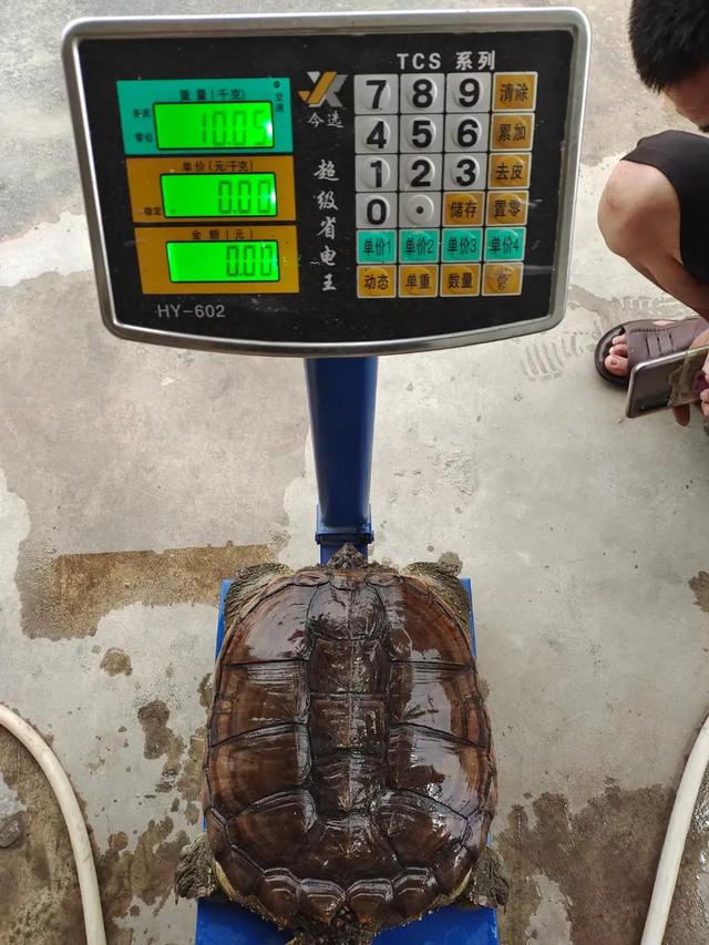 鳄鱼龟三年长到20斤