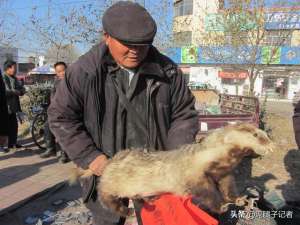 狗獾养殖(农村老汉抱着一只獾在集市上到处走，知道内情的人：这是营销高手)