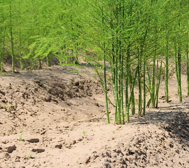 芦笋的生长环境以及种植和管理方法，掌握这几点芦笋高产不是梦