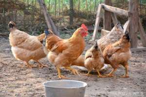 三黄鸡养殖周期(三黄鸡的养殖技术，提高三黄鸡产蛋量的方法)